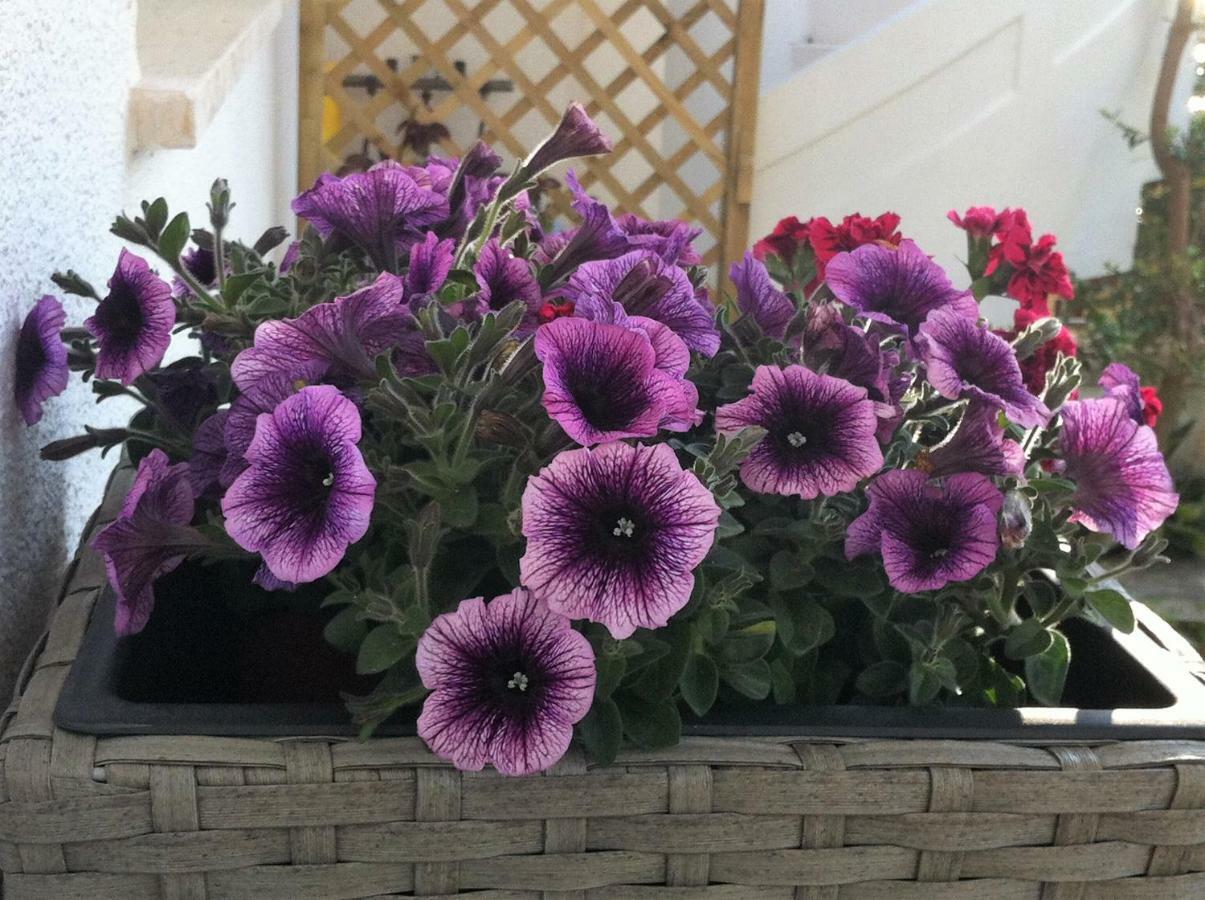 B&B Viadelmare Patù Εξωτερικό φωτογραφία
